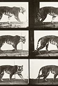 Tigress Walking (1887)